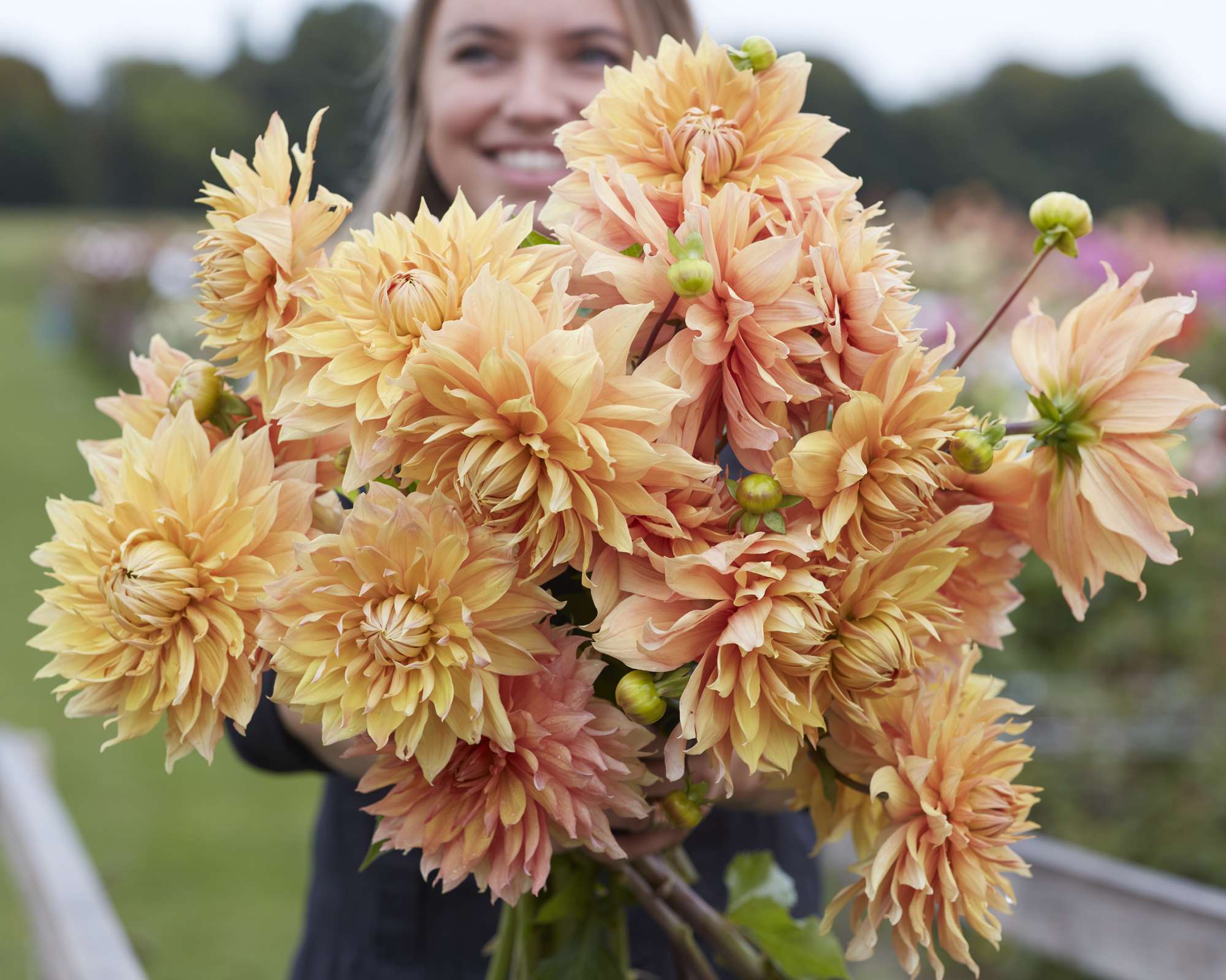 Dahlia 'Hamari Gold'